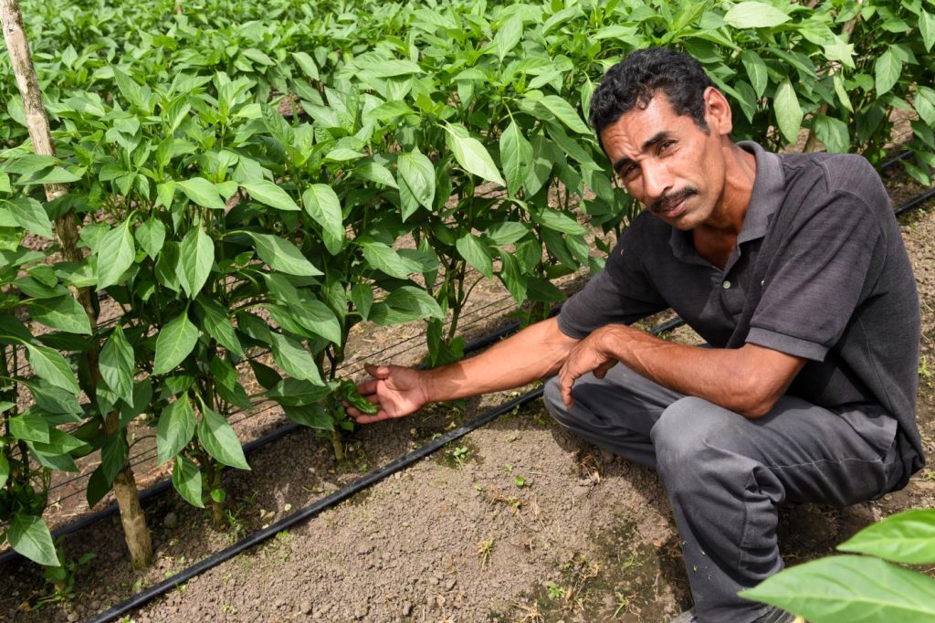 A man shares agricultural work in Guatemala