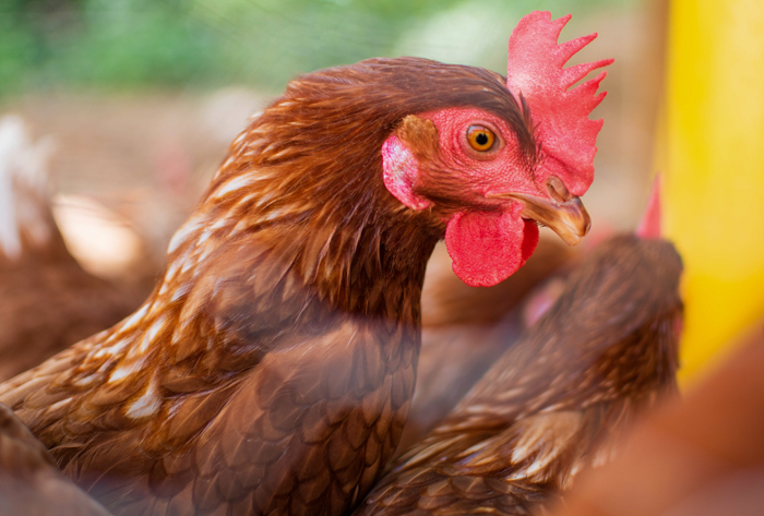 Argelia's Chickens in Guatemala