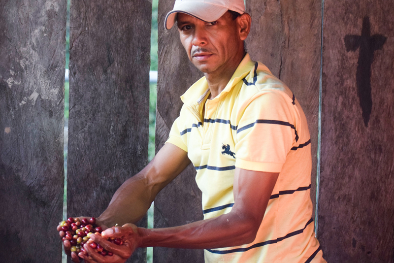 A Nicaraguan man displaying the coffee beans harvested