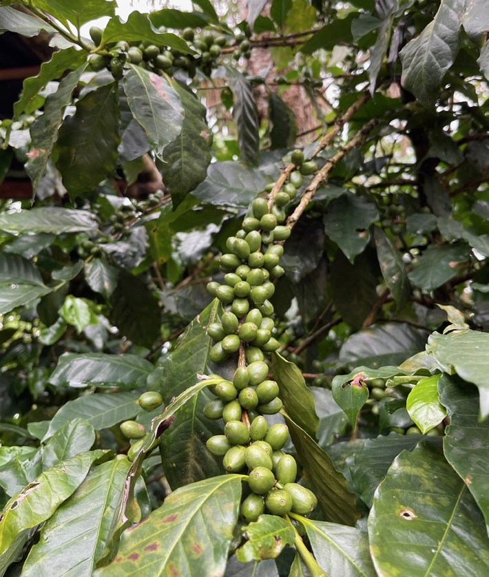 Lush coffee plant with fresh beans, capturing the essence of coffee farming.