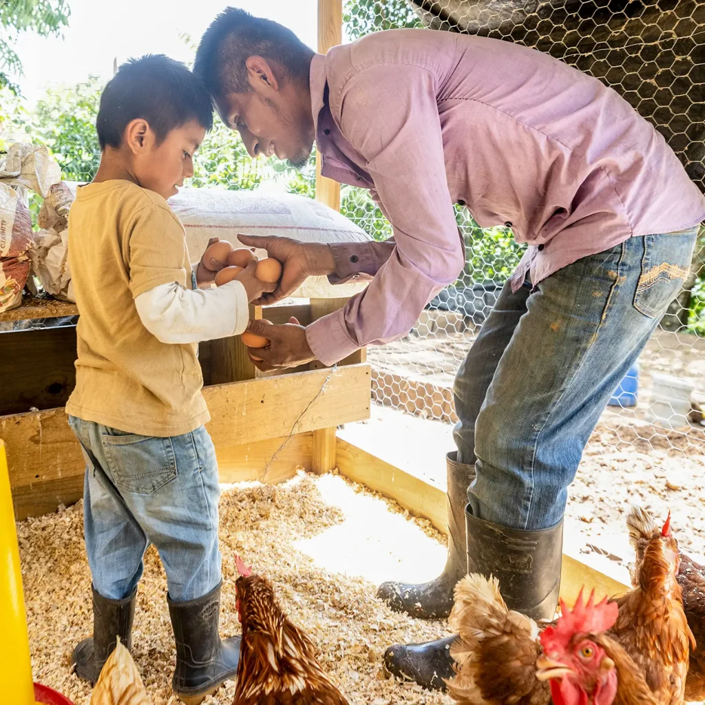 Father and young son gather eggs from their chicken coop in La Jigua, Zacapa, Guatemala. Several chickens walk nearby as the father bends down to help, passing on skills for the family’s future.