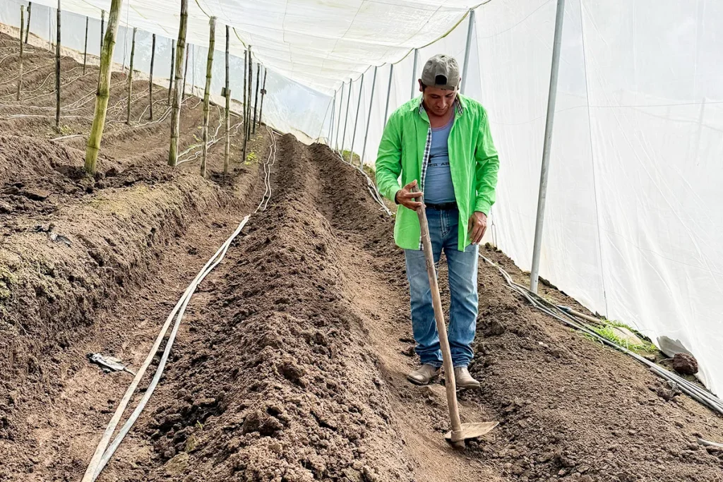 A man uses a hoe to prepare rows of soil inside a greenhouse.