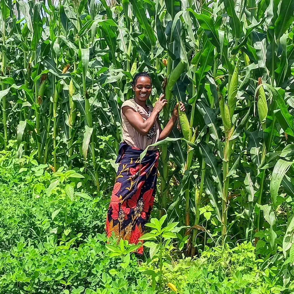 A woman stands among tall, healthy maize plants in a field.