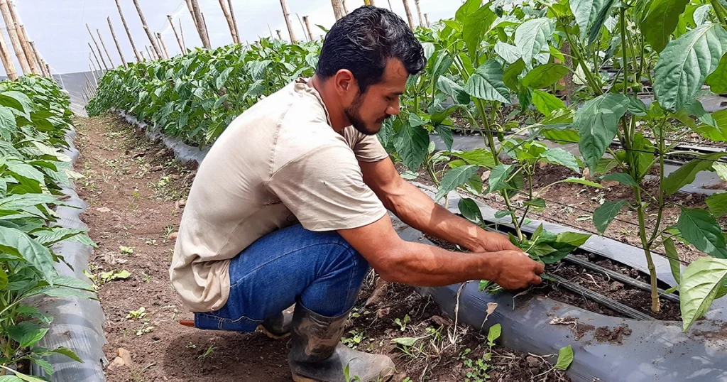 A man crouches between rows of green crops, tending plants in a cultivated garden.